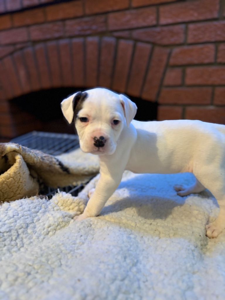 American Bulldog puppies 
