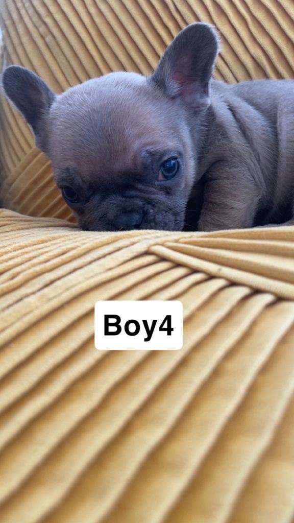 Ready now for there 4ever homes 