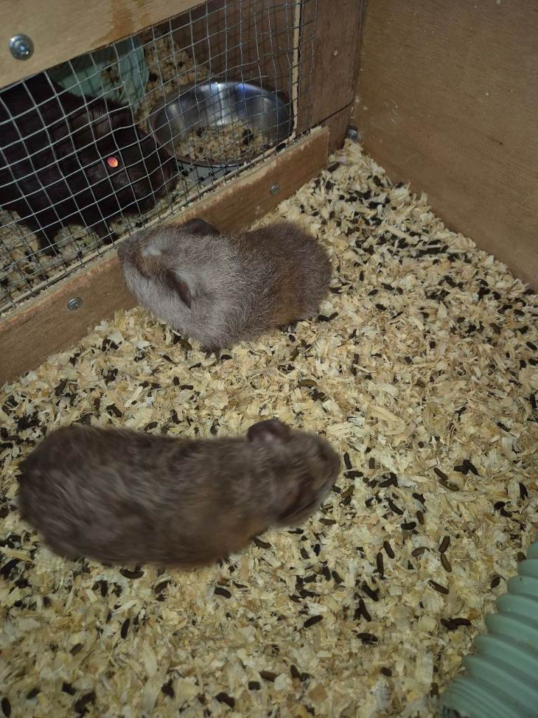 Boy Guinea-pigs