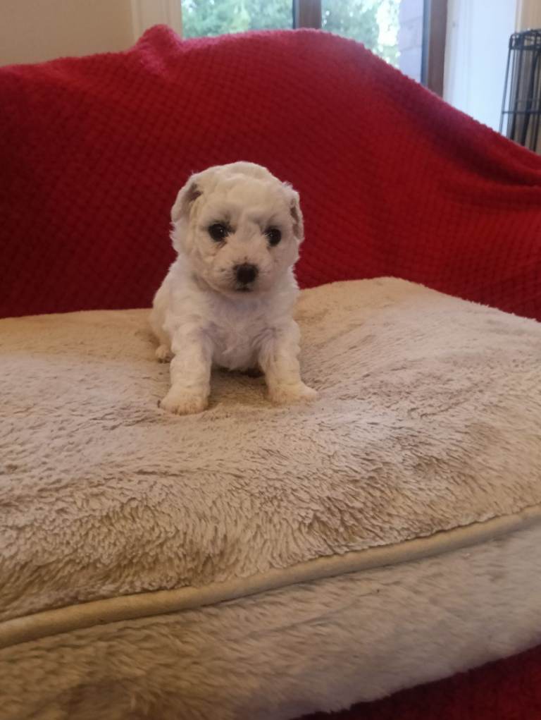 Pedigree Bichon Friese 