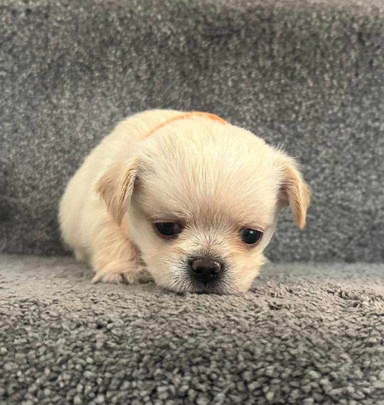 Adorable Puppies Ready for Forever Homes in Holmes Chapel