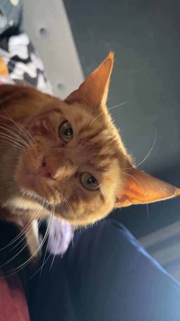 Ginger boy cat