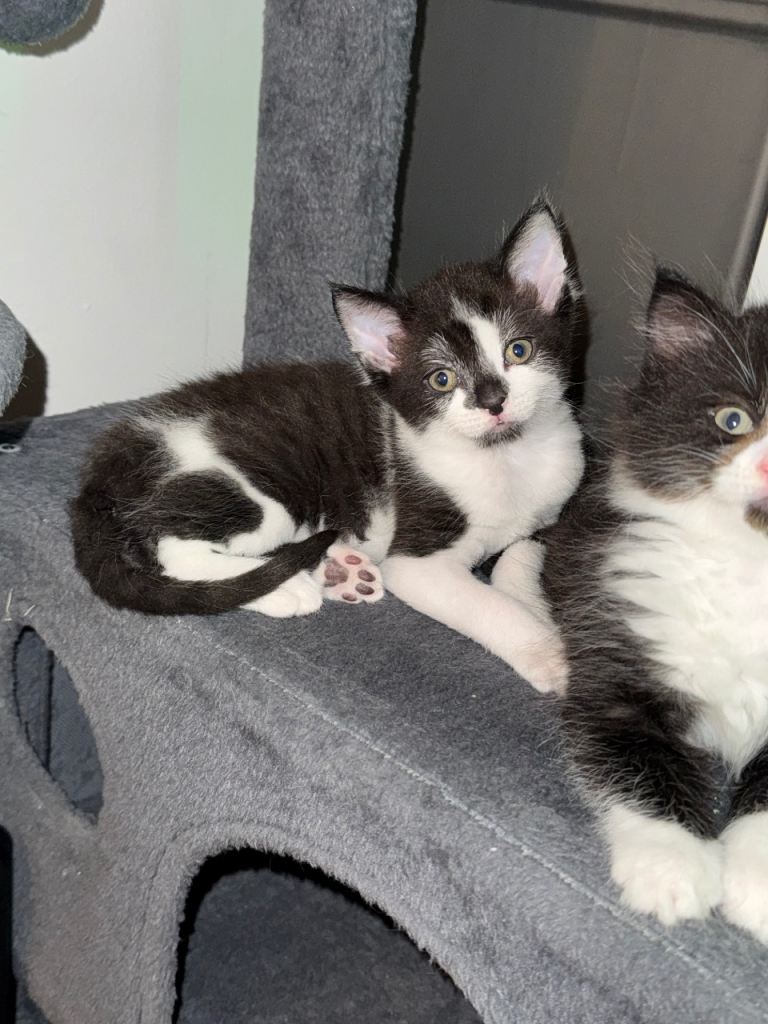 8 week old kittens 