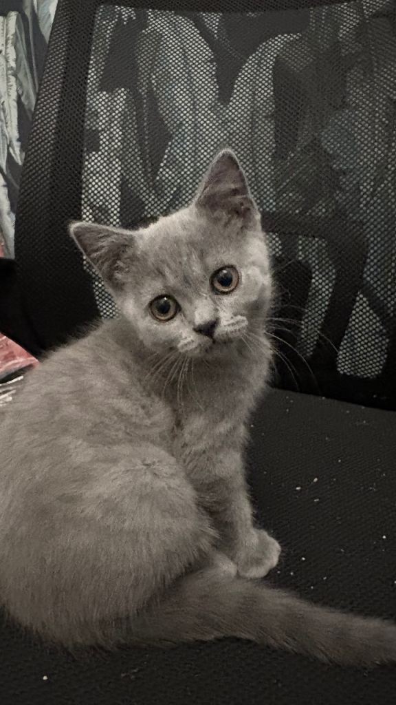 4 Beautiful British Shorthair Sisters