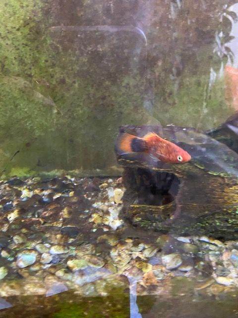 Platy fish needs a new home