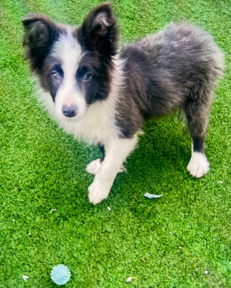 Blue Lavender male border collie puppy Teddy 