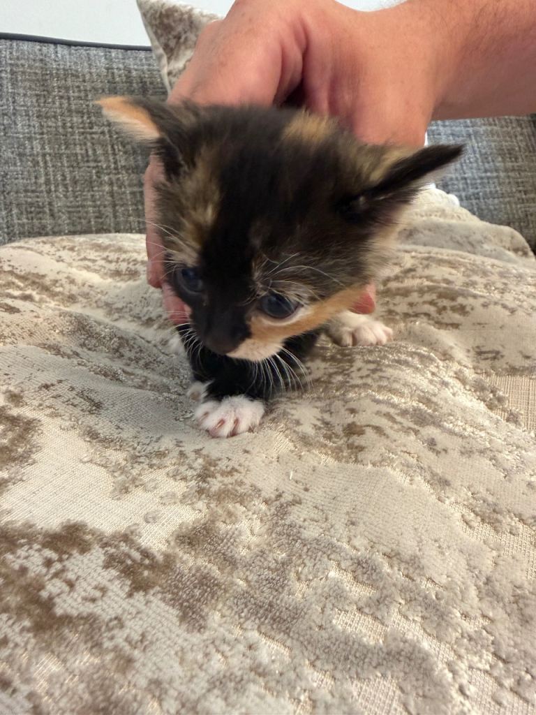 Beautiful kittens for sale 