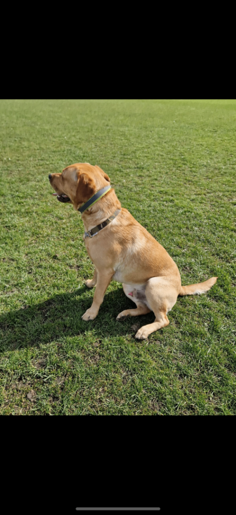 HARVEY GOLDEN LAB