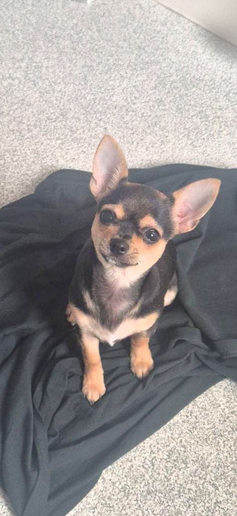 1 Year Old Female Chihuahua