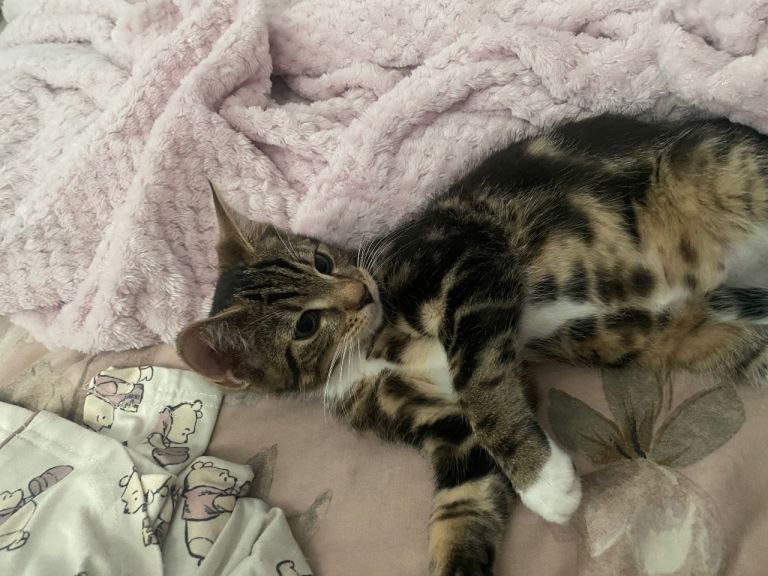 13 week old male kitten 