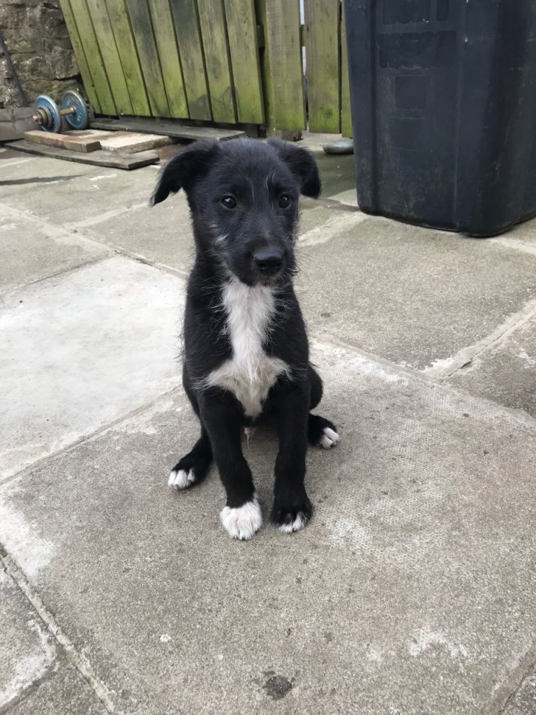 9 WEEK OLD LURCHER PUP, Beddlington/whippet Beddlington Collie, Grey