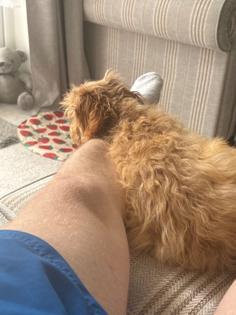 5 month old red cockerpoo