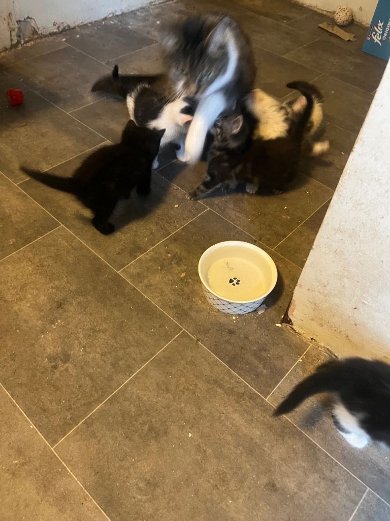 6 Kittens ready to go