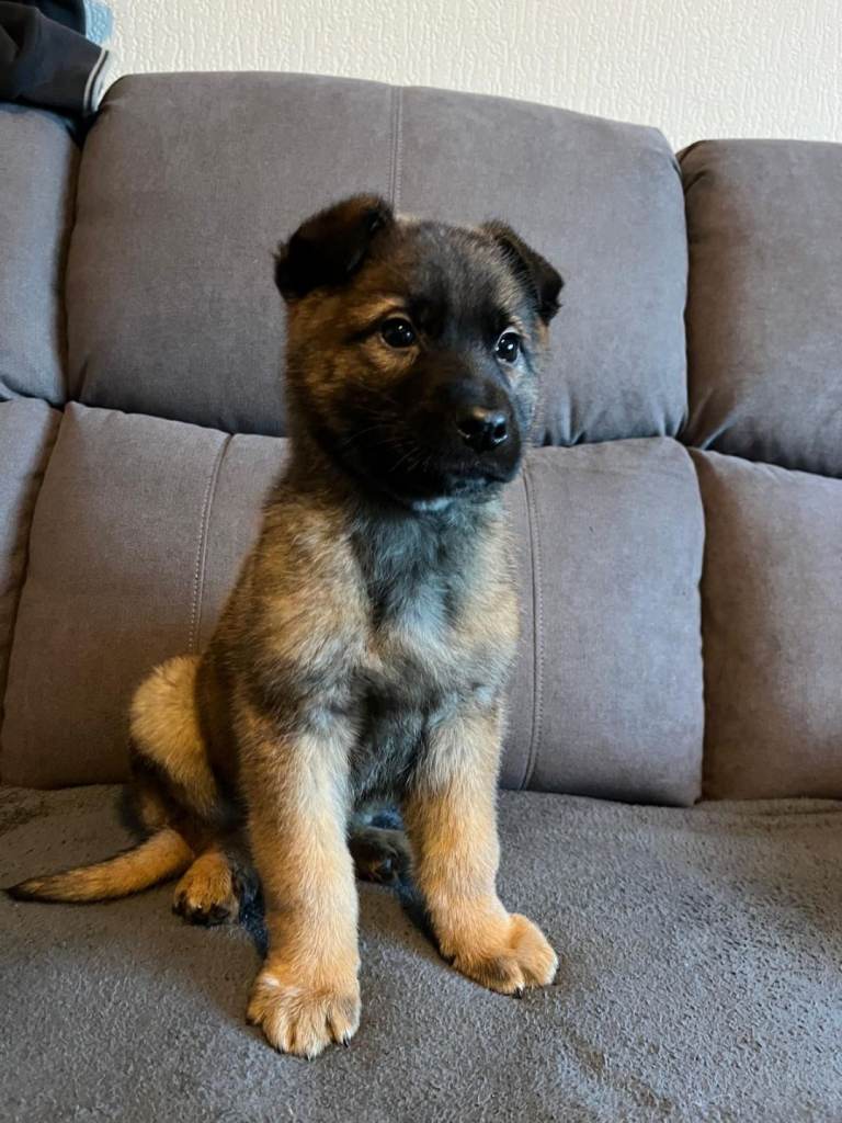 German Shepherd Puppies Ready