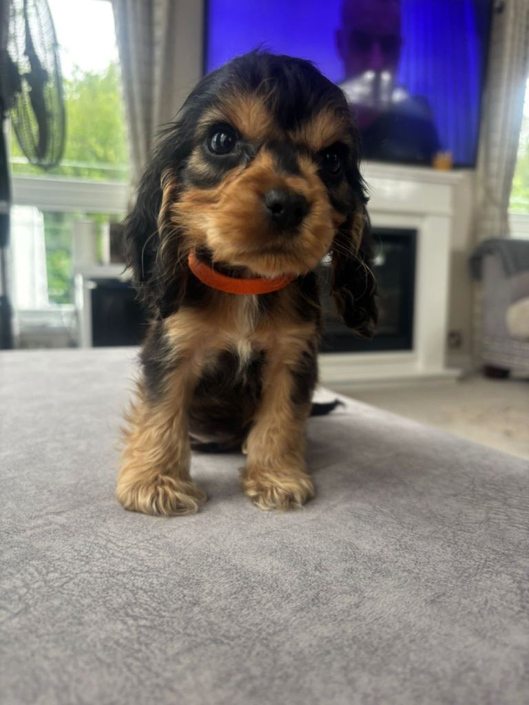 Cocker spaniel puppies READY TO LEAVE!