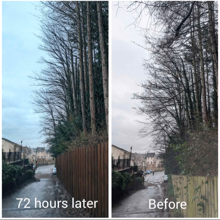 City & Guilds Professional Tree Surgeon 🌲 🪚