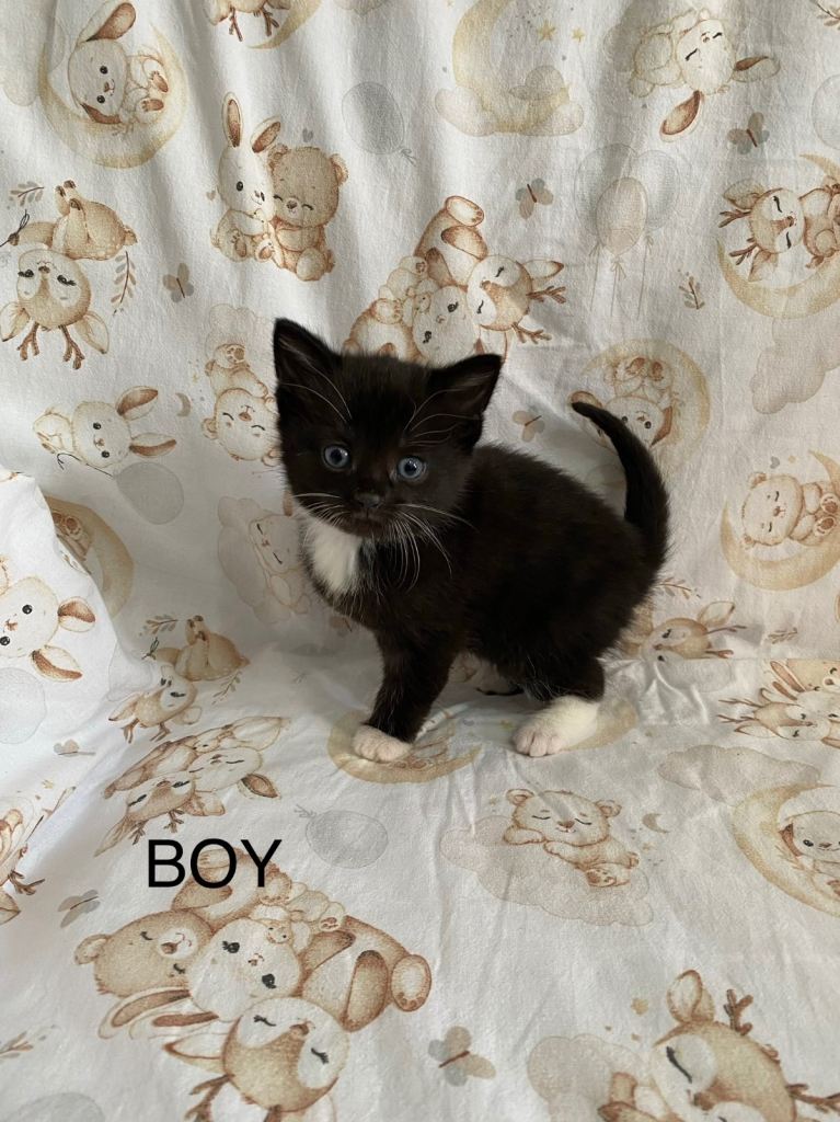 Kittens 