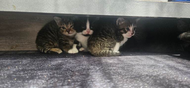 British shorthair x kittens