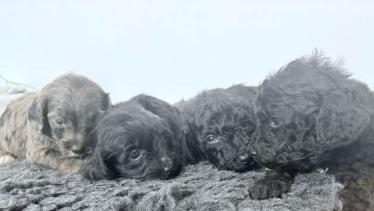 Rare Cavapoochon Puppies Home Raised PRA clea