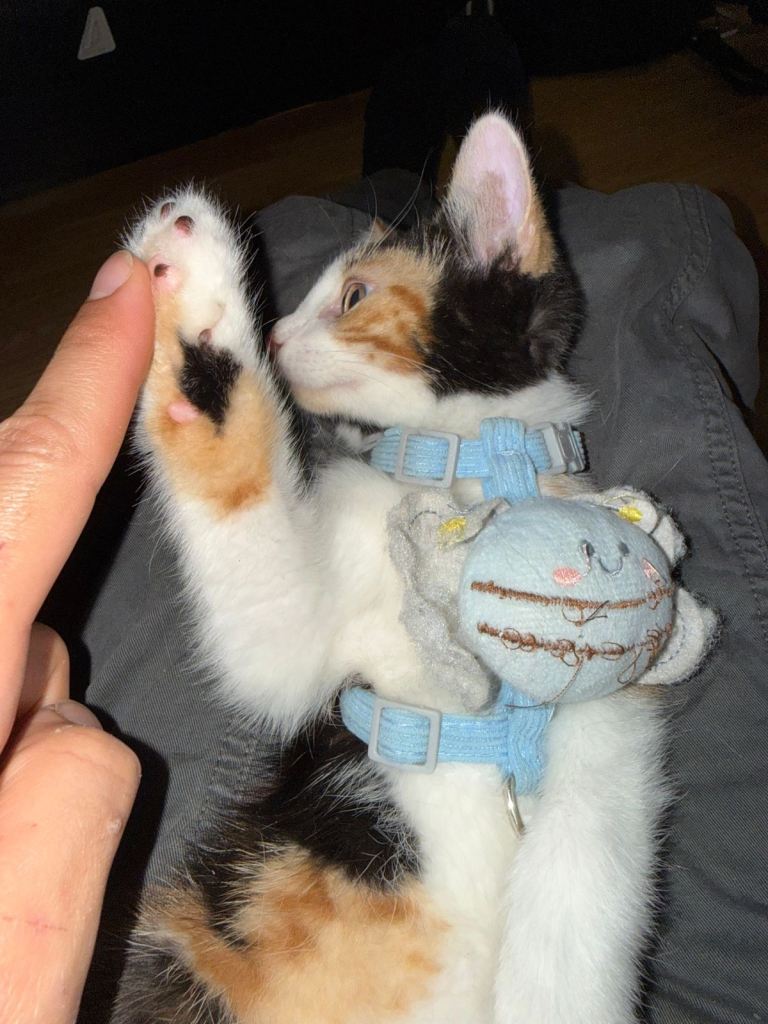 Adorable 11-Week-Old Kitten Looking for a Forever Home