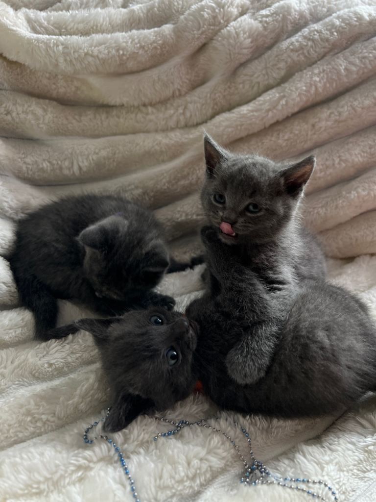 Mixed Russian Blue kittens
