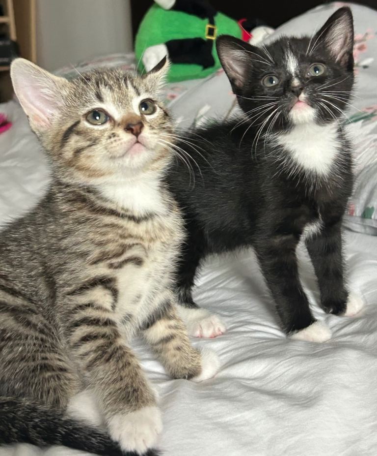 Adorable kittens for sale