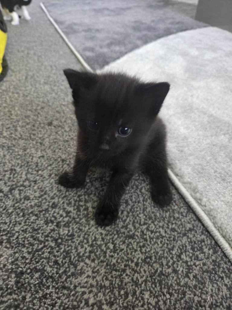 2 x kittens 8 weeks old £50 each