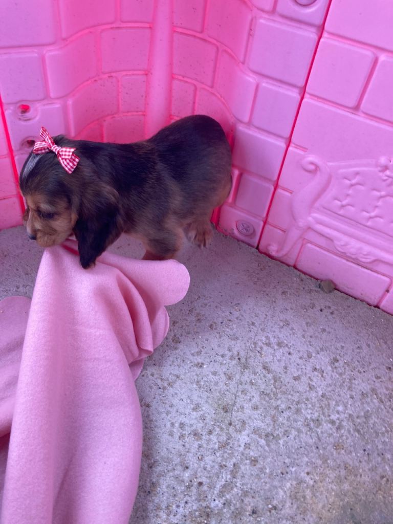 Cocker spaniel puppy’s for sale 
