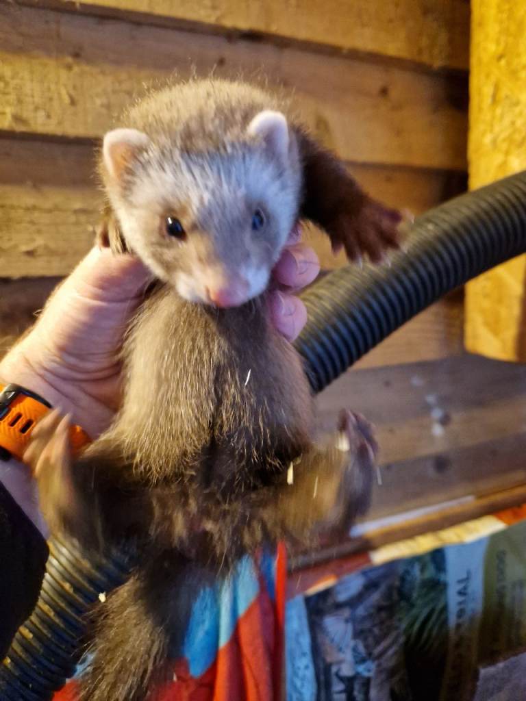 Ferret kits