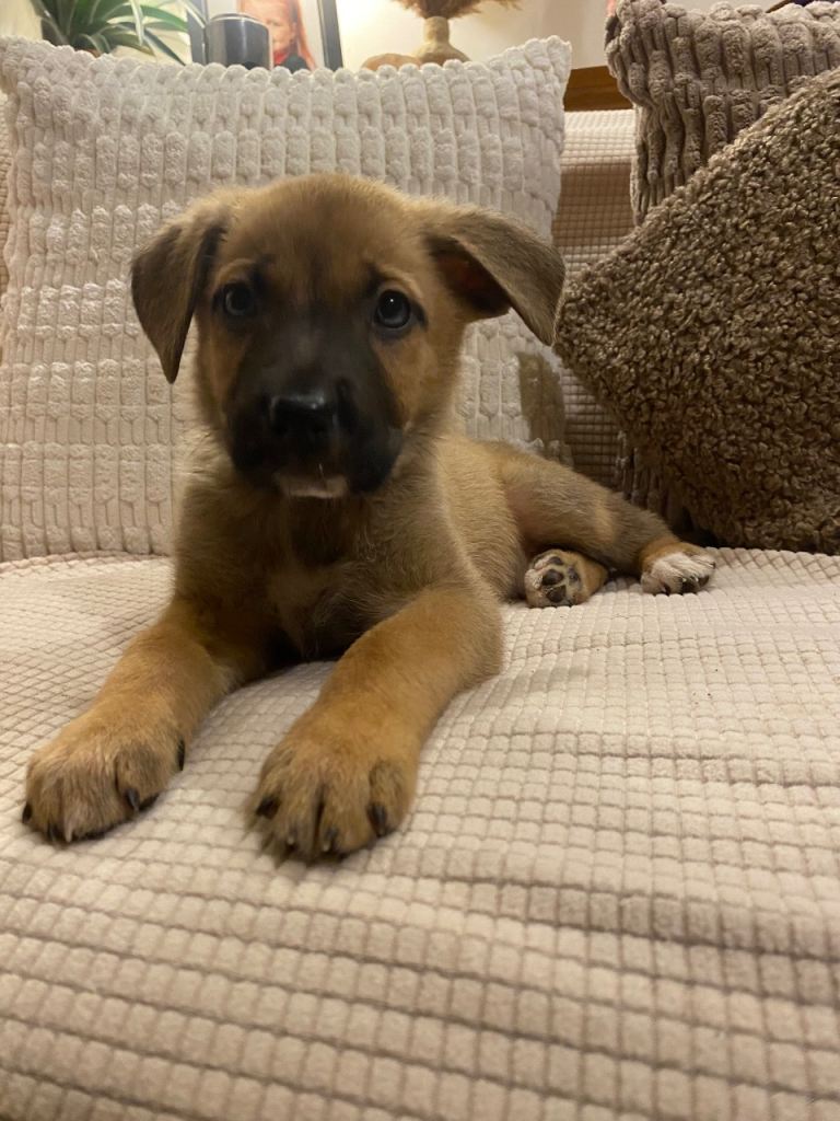 German shepherd cross pups 
