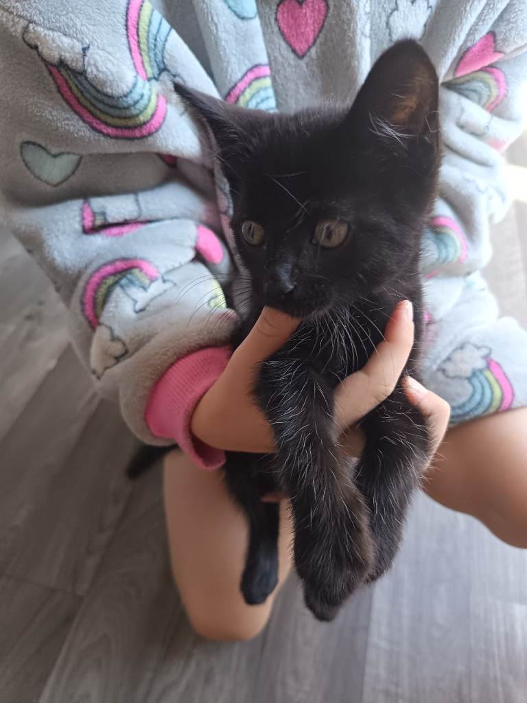 Kittens
