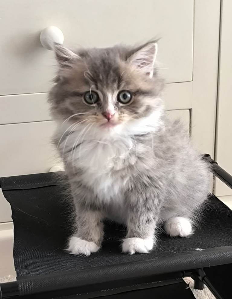 Stunning British Longhair Kittens 