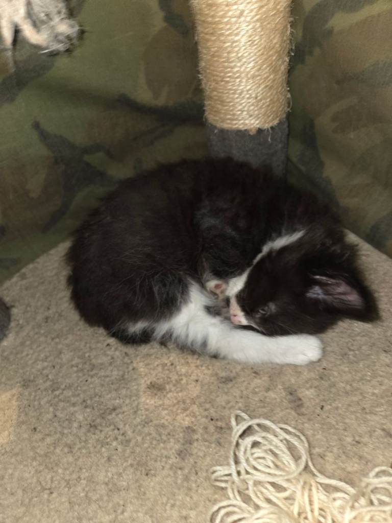 Black and white kittens 