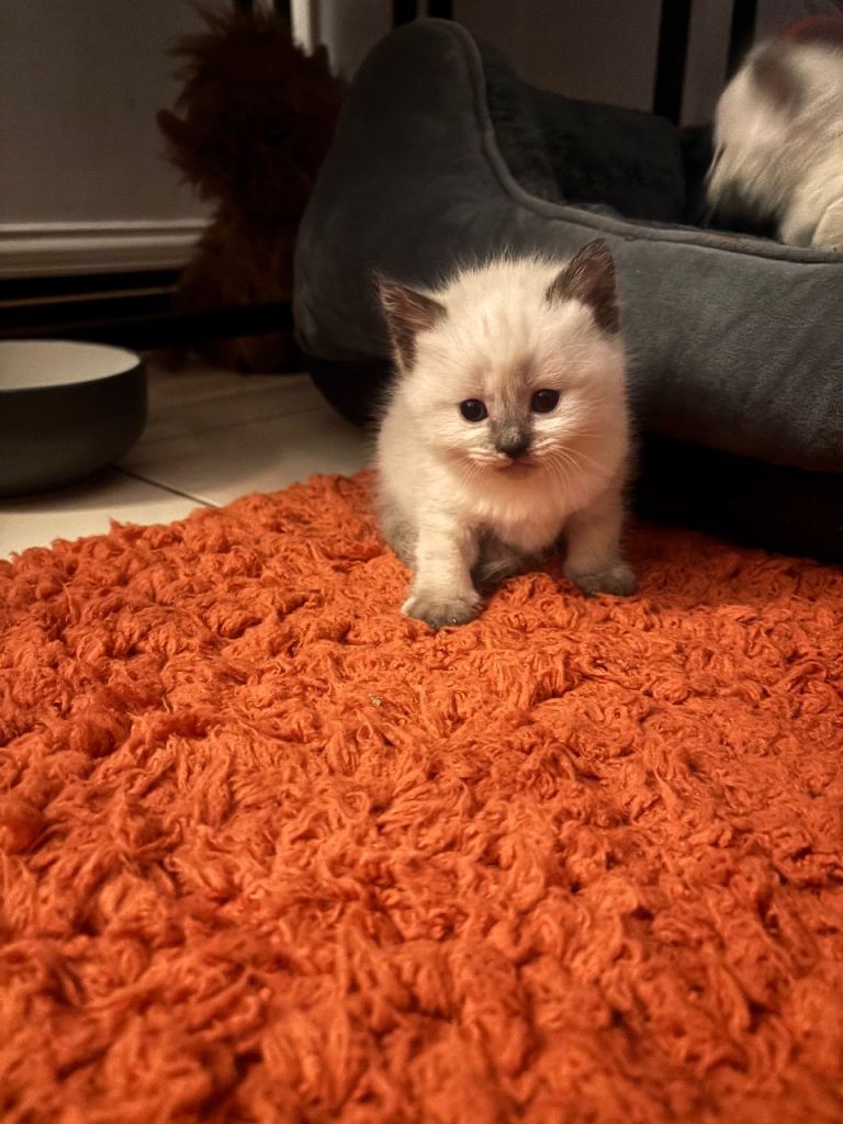 Siamese cross British shorthair kittens