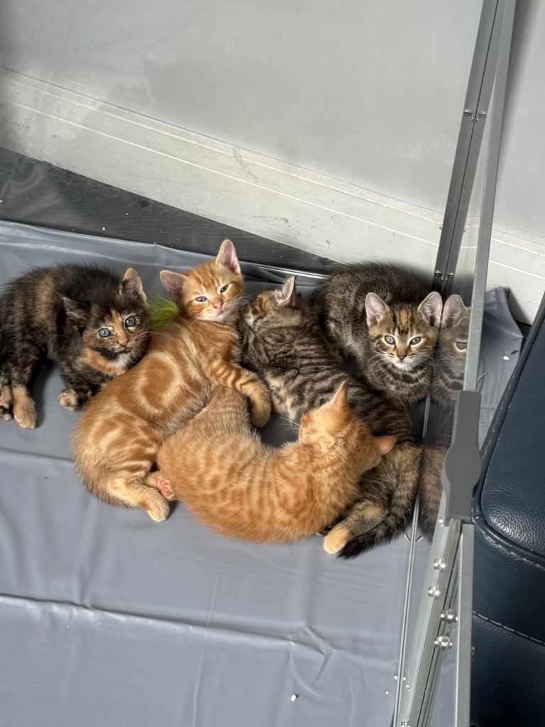 Ginger kittens 