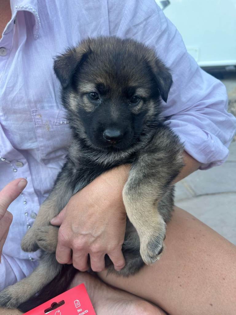 German shepherd puppys 