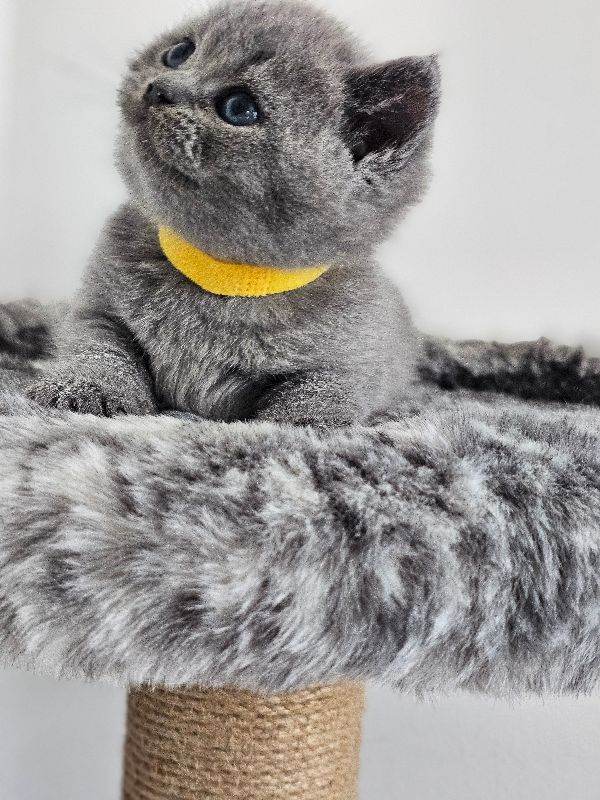 British Shorthair Blue and lilac 