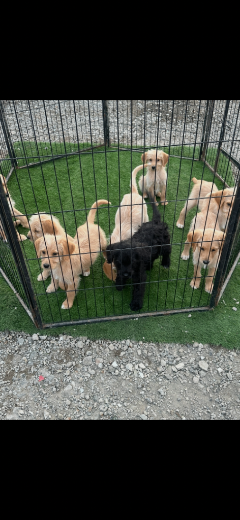 F1 Goldendoodles ready to leave now 