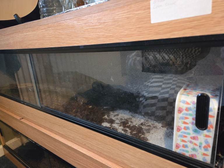 4 foot vivarium, 