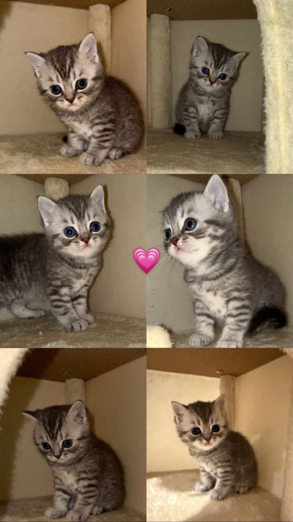 BRITISH SHORTHAIR KITTENS