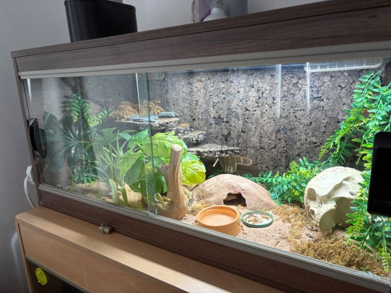 Female adult leopard gecko with enclosure 