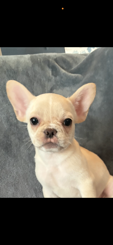 French bulldog pup