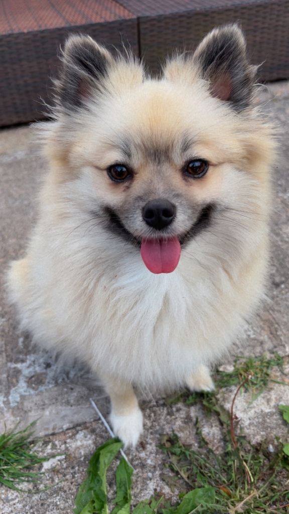 5 Generations Kc reg Female Pomeranian