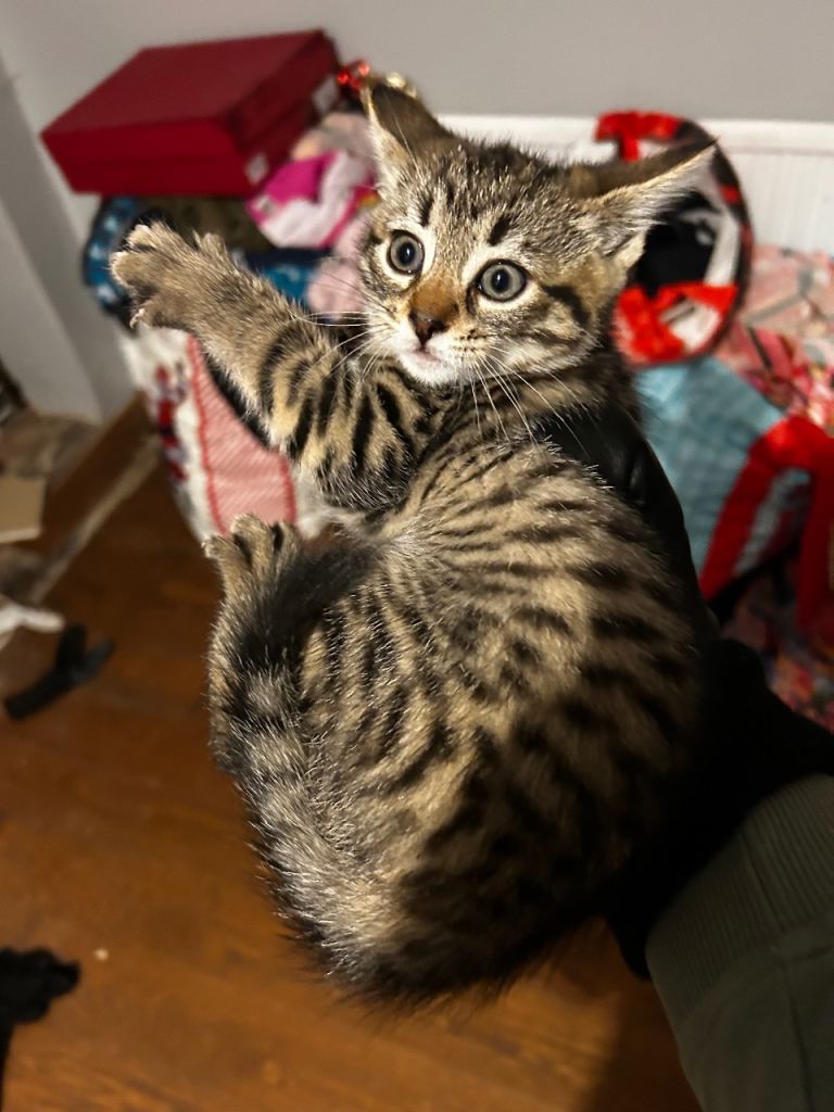 Kittens