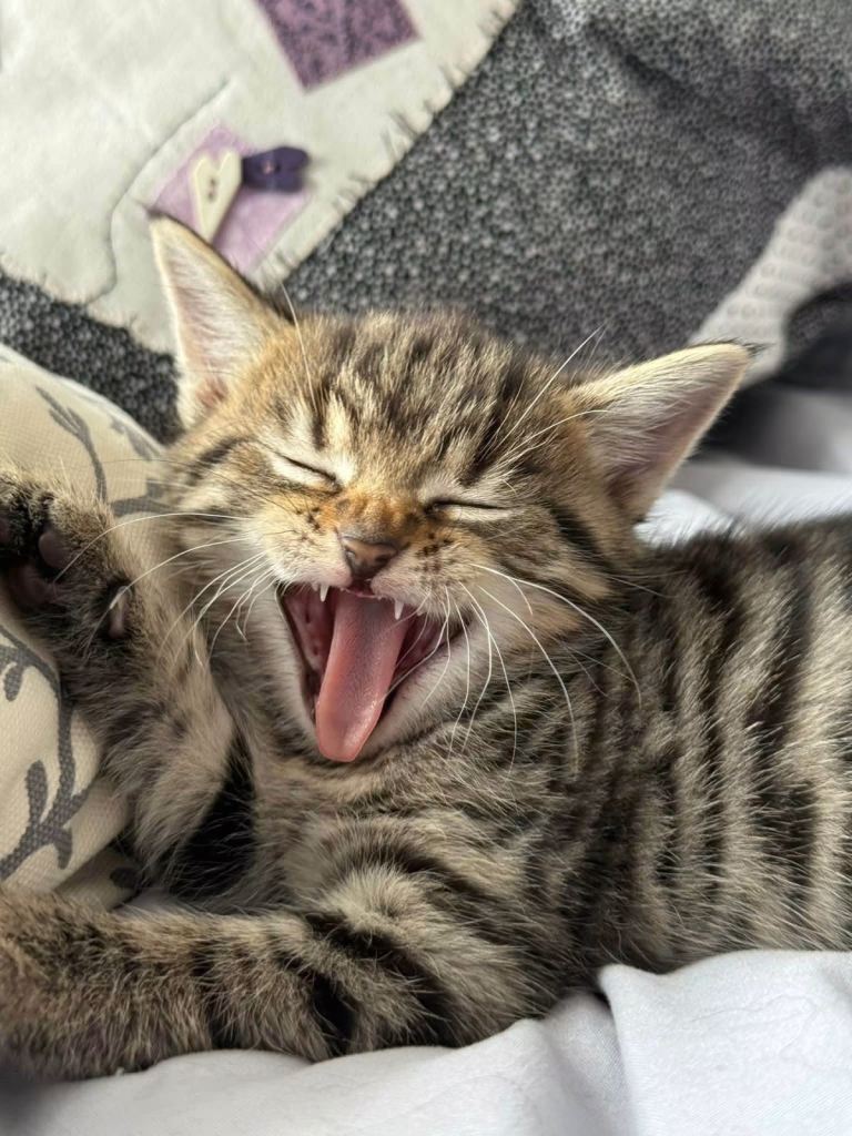 Maincoon x British shorthair 