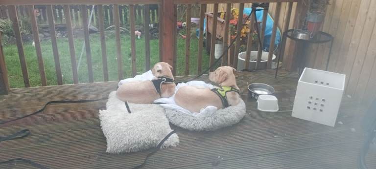 COSMO and Candy need new home