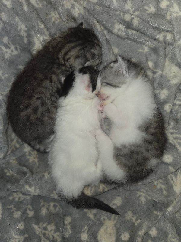 Stunning grey tabby and white kittens for reservwtion/sale
