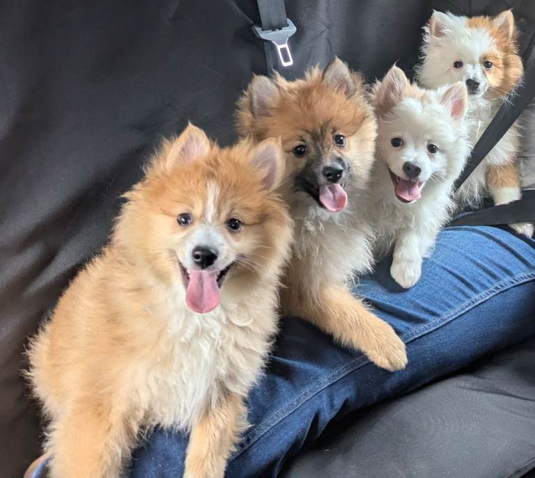 Pomeranian Puppies 