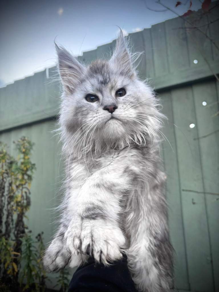Maine coon polydactyl/non
