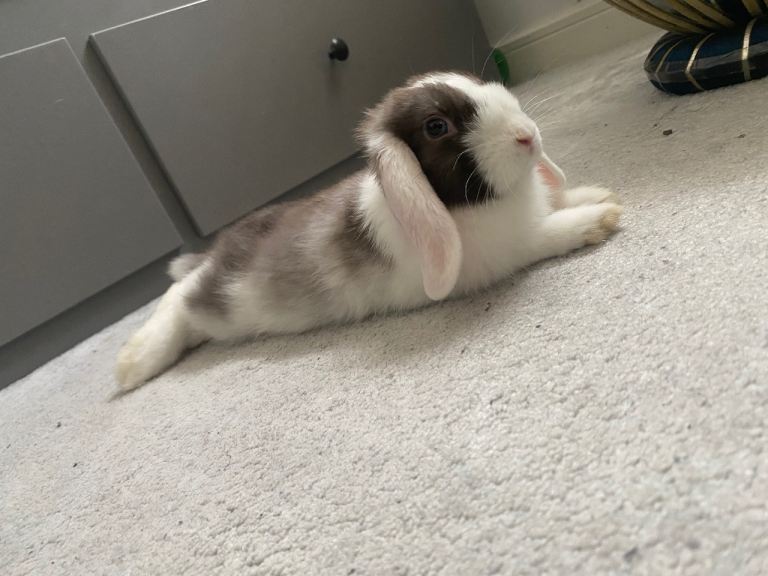 11 week old rabbits 